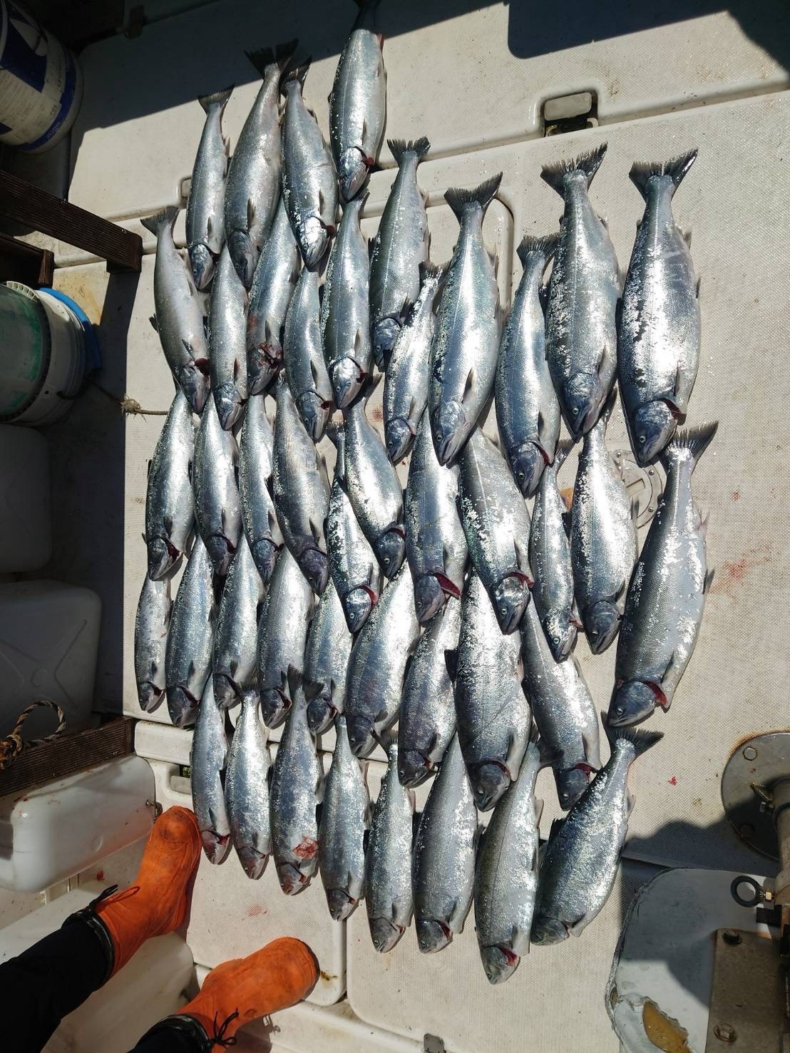 甲板に並ぶ釣果